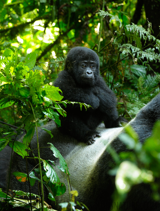 Gorilla beringei beringei [200 mm, 1/50 Sek. bei f / 5.6, ISO 1600]